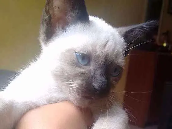 Gato ra a Siamês idade 2 a 6 meses nome Paçoca