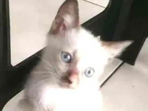 Gato raça SRD idade Abaixo de 2 meses nome GETULIA
