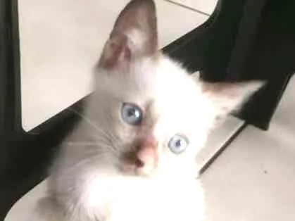 Gato ra a SRD idade Abaixo de 2 meses nome GETULIA