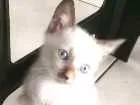 Gato raça SRD idade Abaixo de 2 meses nome GETULIA