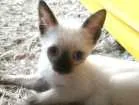 Gato raça SRD idade Abaixo de 2 meses nome JUJUBA