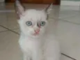 SERENO