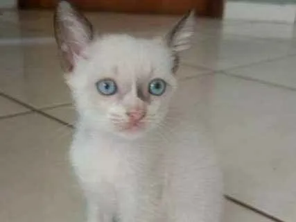 Gato ra a Nao definida idade Abaixo de 2 meses nome SERENO