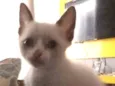 Mingau