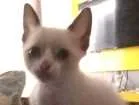 Gato raça Não definida idade Abaixo de 2 meses nome Mingau