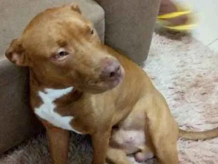 Cachorro ra a Pitbull idade 1 ano nome Sançao