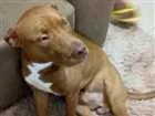 Cachorro raça Pitbull idade 1 ano nome Sançao