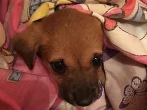 Cachorro raça Vira lata  idade 2 a 6 meses nome Luna 