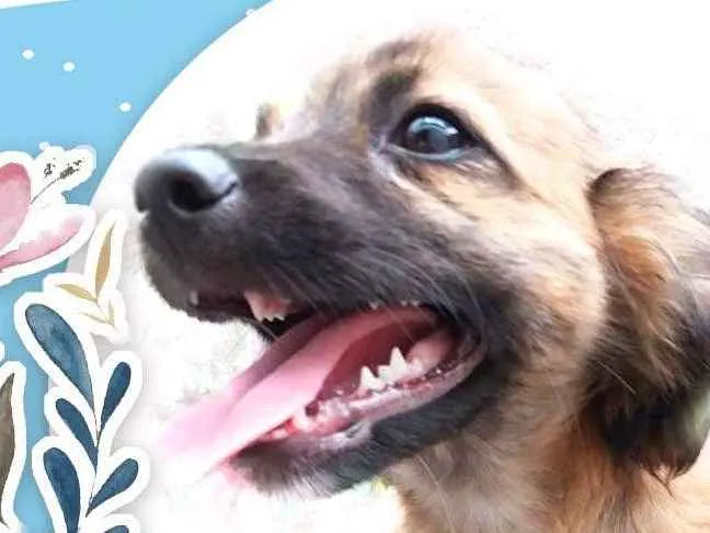 Cachorro ra a  idade 2 a 6 meses nome Zezinho