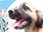 Cachorro raça  idade 2 a 6 meses nome Zezinho