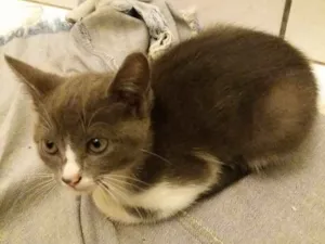 Gato raça Persa idade 2 a 6 meses nome Safira