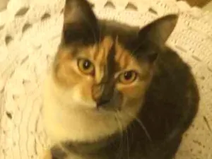 Gato raça Persa idade 1 ano nome Jade 