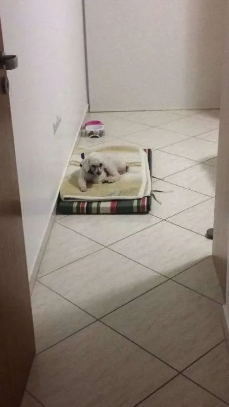 Cachorro ra a Poodle idade 6 ou mais anos nome Sem nome