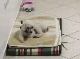 Cachorro ra a Poodle idade 6 ou mais anos nome Sem nome