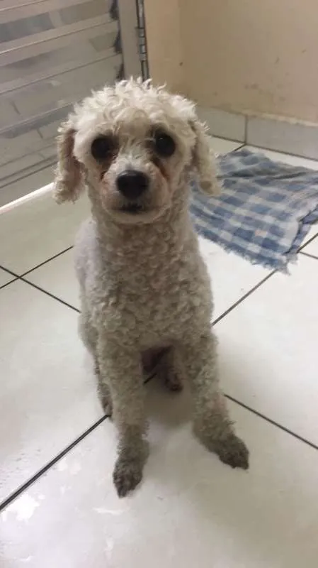 Cachorro ra a Poodle idade 6 ou mais anos nome Sem nome