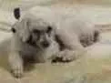 Cachorro ra a Poodle idade 6 ou mais anos nome Sem nome