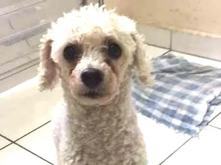 Cachorro ra a Poodle idade 6 ou mais anos nome Sem nome