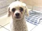 Cachorro raça Poodle idade 6 ou mais anos nome Sem nome