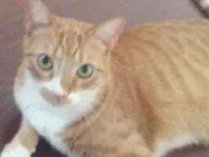Gato raça SRD idade 2 anos nome Tom