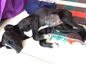 Cachorro raça SRD idade 2 a 6 meses nome Sem nome