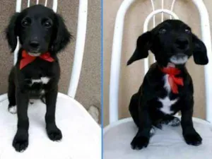 Cachorro raça SRD idade 2 a 6 meses nome Sem nome 