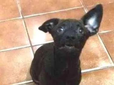 Cachorro ra a VIRA LATA idade 2 a 6 meses nome SEM NOME