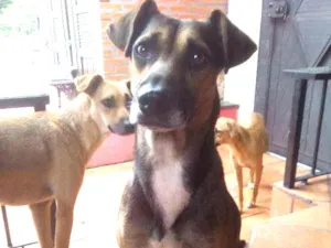 Cachorro raça SRD idade 2 anos nome Zé