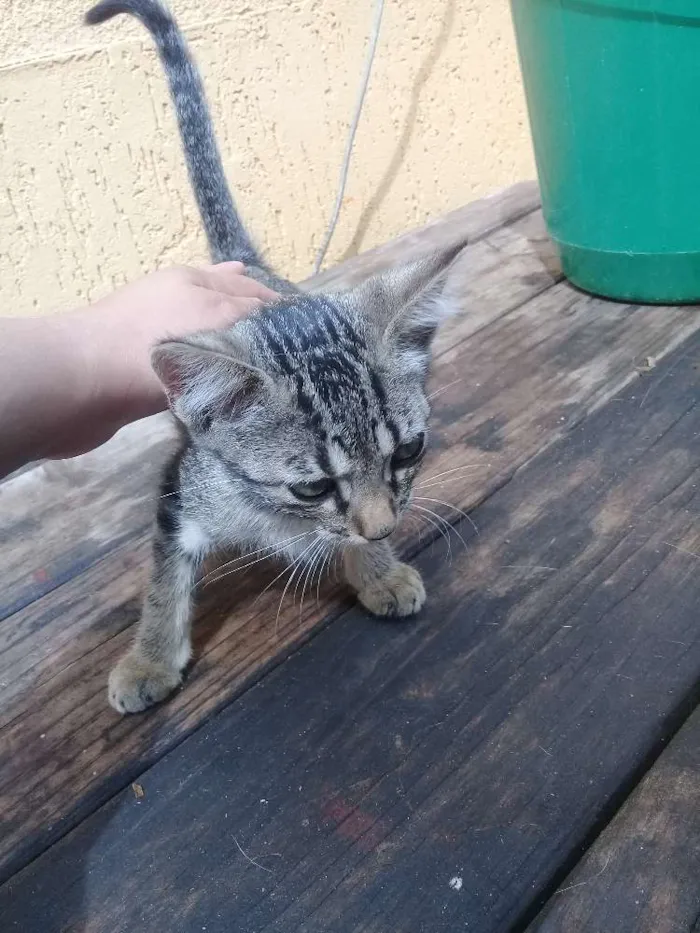 Gato raça RND idade 2 a 6 meses nome Thor