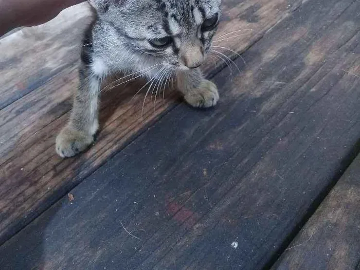 Gato raça RND idade 2 a 6 meses nome Thor