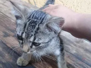 Gato raça RND idade 2 a 6 meses nome Thor