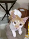 Gatinho para adocao!