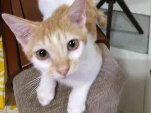 Cachorro raça SRD idade 7 a 11 meses nome Gatinho para adocao!