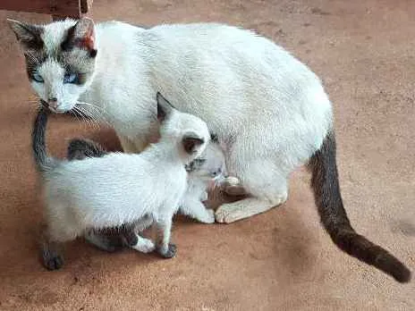 Gato ra a Siamês idade 2 a 6 meses nome Sem nome 