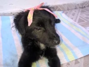 Cachorro raça SRD idade 2 a 6 meses nome Amora