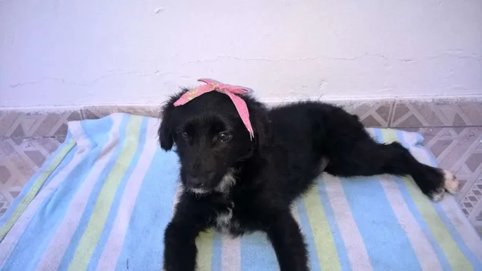 Cachorro ra a SRD idade 2 a 6 meses nome Amora