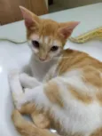 Gatinho para adocao!