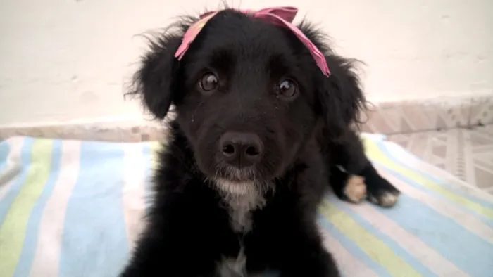 Cachorro ra a SRD idade 2 a 6 meses nome Amora