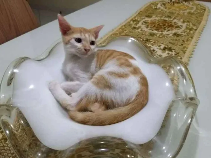 Cachorro ra a SRD idade 7 a 11 meses nome Gatinho para adocao!