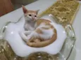Gatinho para adocao!