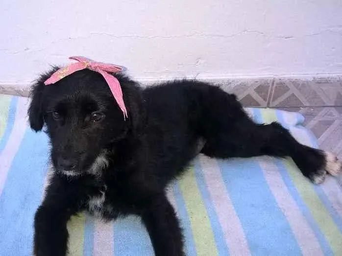 Cachorro ra a SRD idade 2 a 6 meses nome Amora