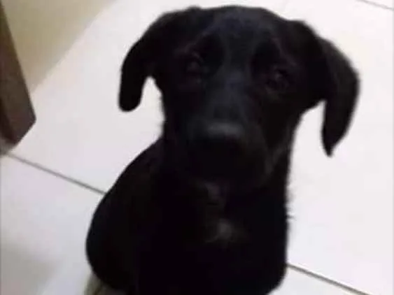 Cachorro ra a Raça indefinida  idade 7 a 11 meses nome RICCO
