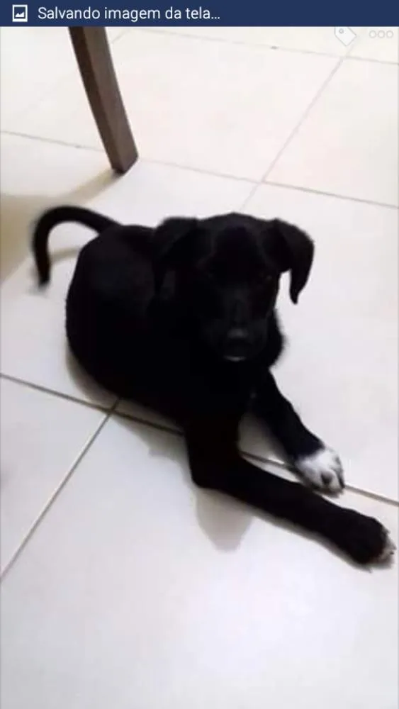 Cachorro ra a Raça indefinida  idade 7 a 11 meses nome RICCO