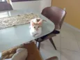 Gatinho para adocao!