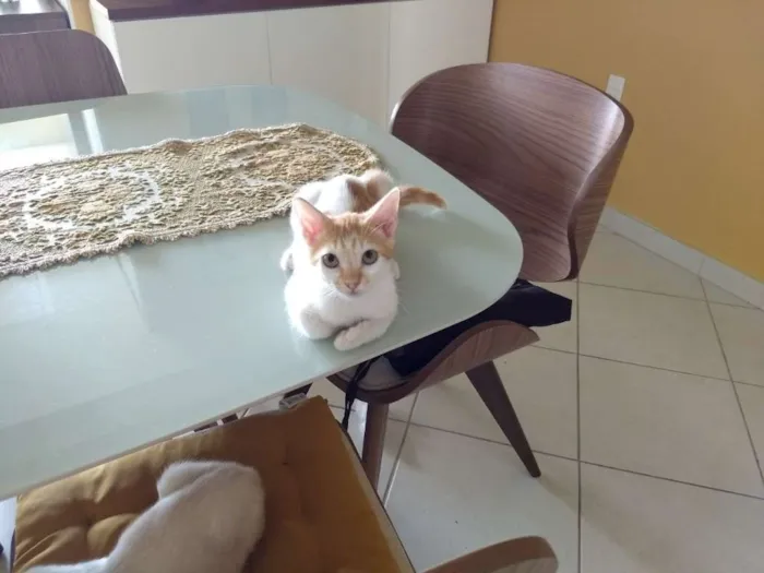 Cachorro ra a SRD idade 7 a 11 meses nome Gatinho para adocao!