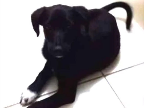 Cachorro ra a Raça indefinida  idade 7 a 11 meses nome RICCO