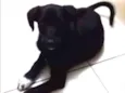RICCO