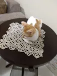 Gatinho para adocao!