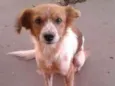 RABITO