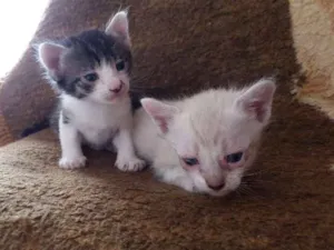 Gato raça SRD idade Abaixo de 2 meses nome Pampa