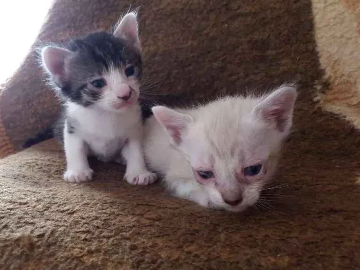Gato ra a SRD idade Abaixo de 2 meses nome Pampa